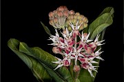 Asclepias speciosa - Showy Milkweed 19-4014b